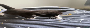 Domestic Shorthair 1