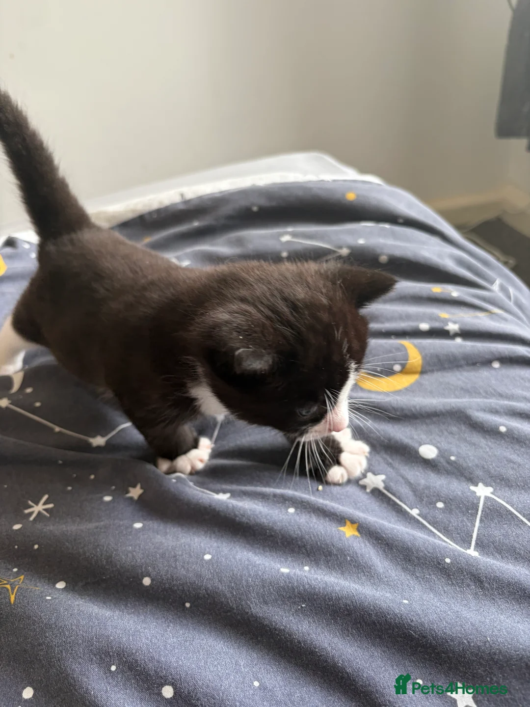 Domestic Shorthair cats for sale: White black cat  - Advert 2