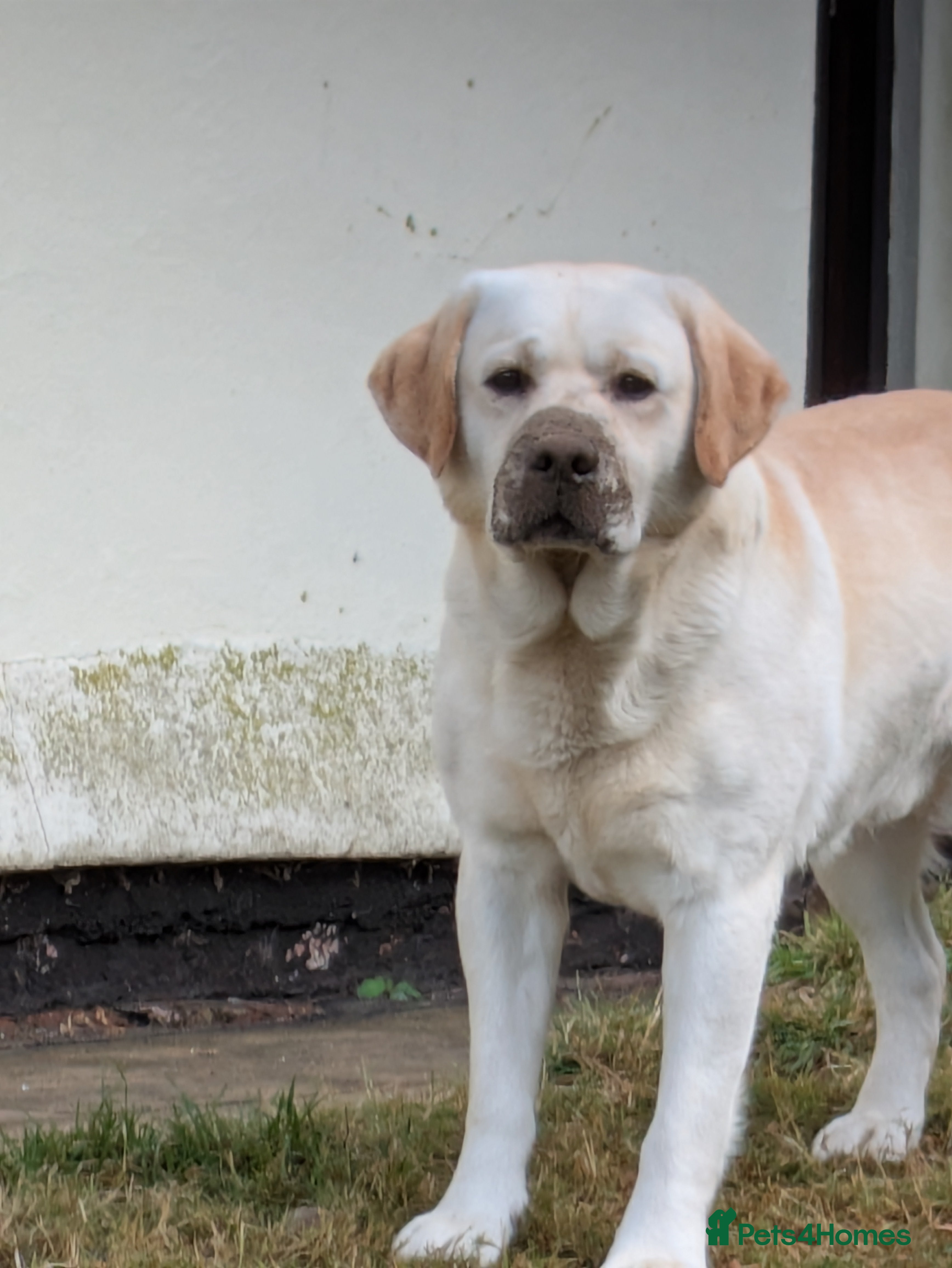 Labrador Retriever dogs Erik, fully health tested, proven stud, KC reg. - Advert 10