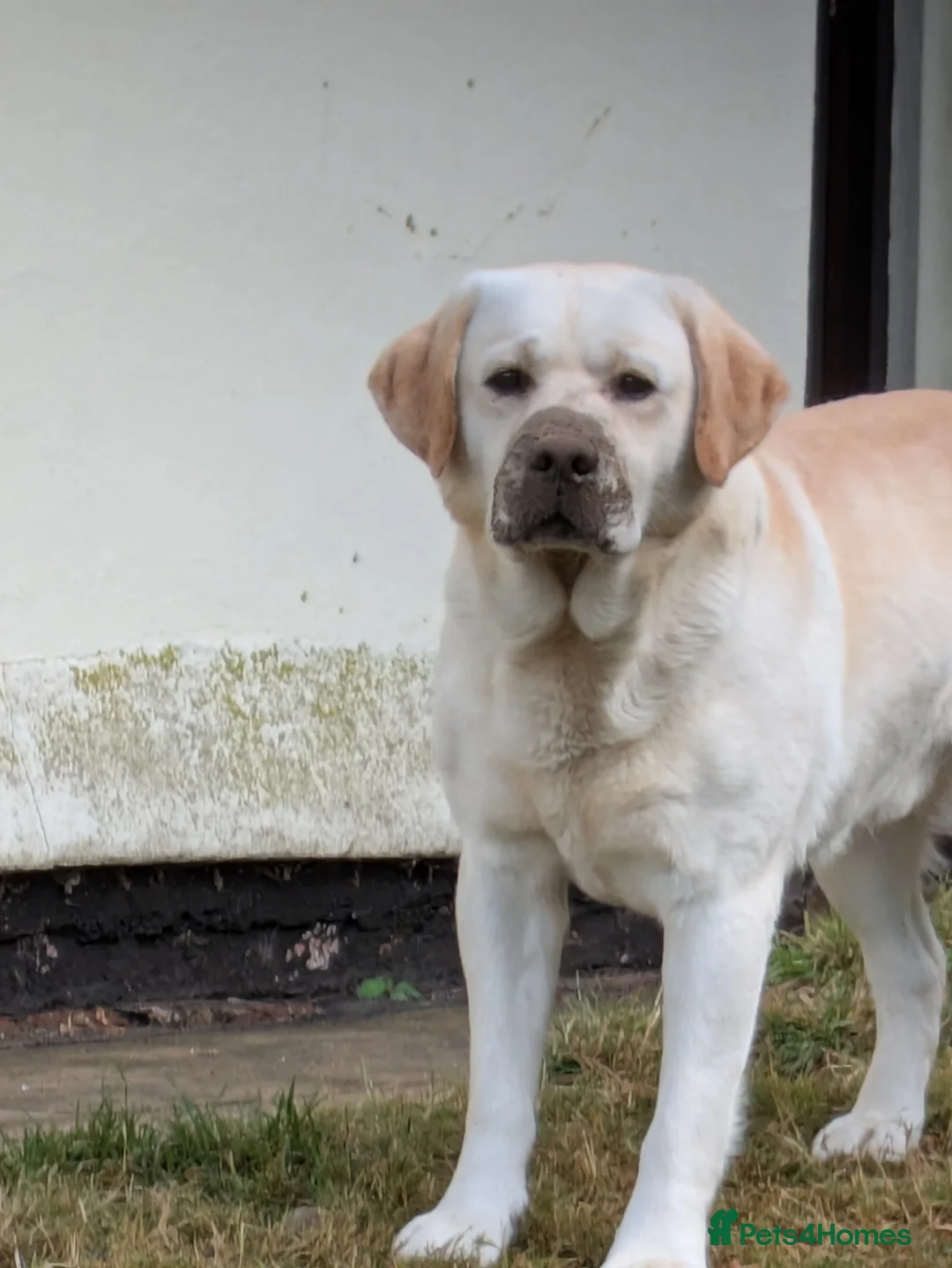 Labrador Retriever dogs for stud: Erik, fully health tested, proven stud, KC reg. - Advert 2