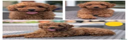 Cavapoo dogs for sale: Adorable Cavapoo puppies - Advert 10
