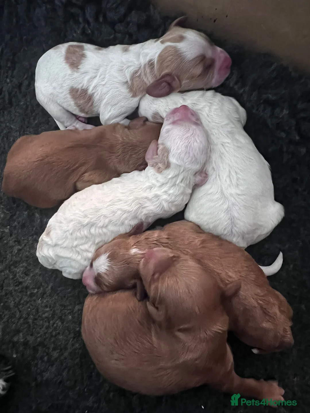 Cockapoo dogs for stud: Proven Red & white F1 cockapoo stud dog. in Barnsley - Advert 21