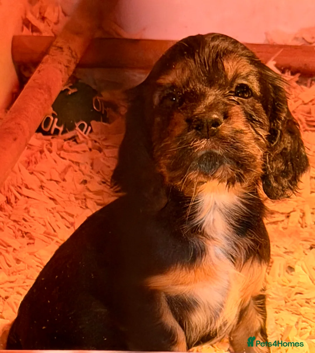 Cocker Spaniel dogs for sale: Stunning ideal family pups  - Advert 4