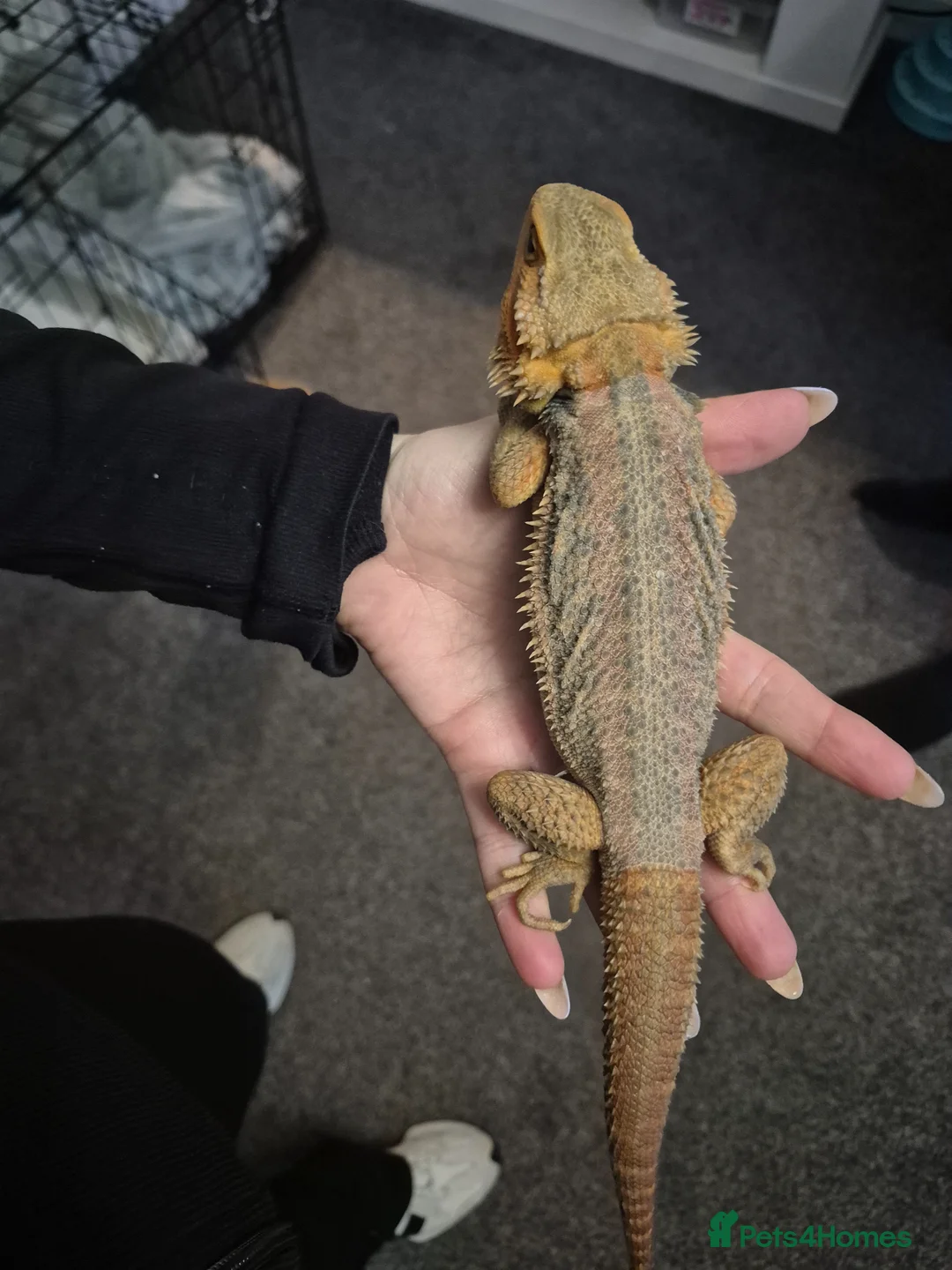 Bearded Dragon reptiles for sale: Juvenile male dragon & tank set up - Advert 2