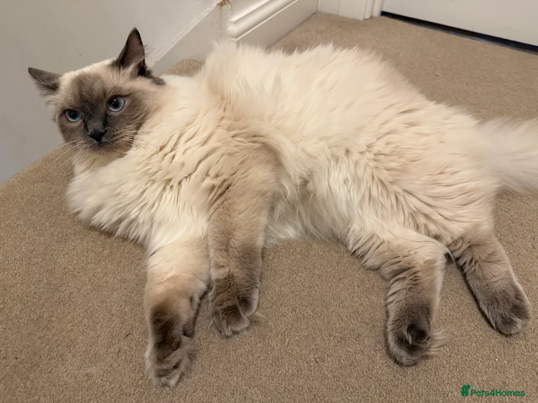 Ragdoll cats for sale: GCCF Bluepoint Ragdoll boy, 9 months, non-active - Advert 2