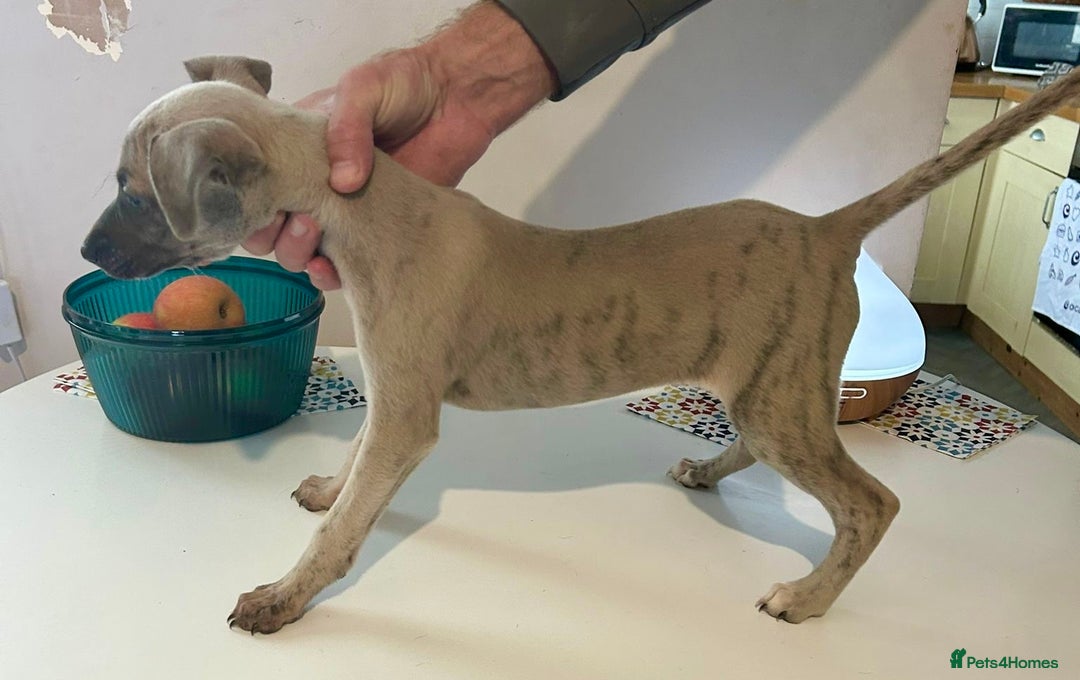 Mixed Breed dogs for sale: 2 Italian Greyhound x Whippet Pups for Sale  - Image 9