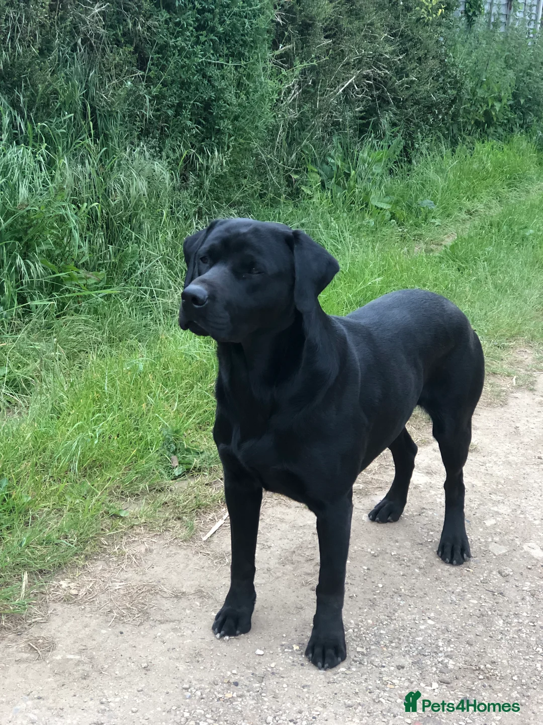 Labrador Retriever dogs for stud: ⭐️ KC REG, FULLY HEALTH TESTED, LABRADOR STUD in Grantham - Advert 2
