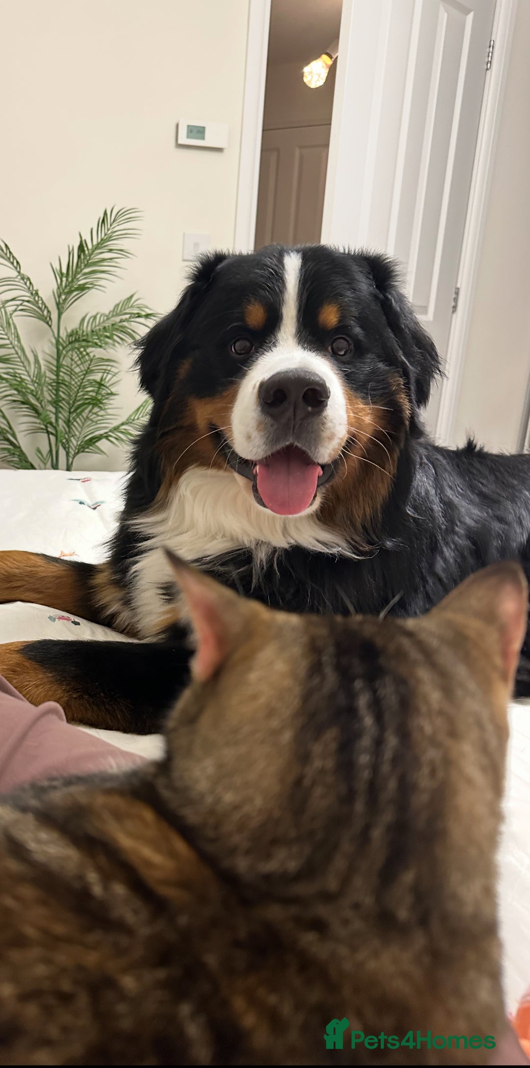 Bernese Mountain Dog dogs for stud: Handsome KC-Registered Bernese Mountain Dog  - Advert 3