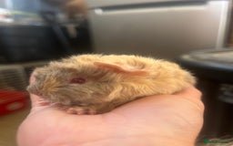 Guinea Pig rodents for sale: Litter of 6 beautiful baby Abyssinian guinea pigs - Image 12