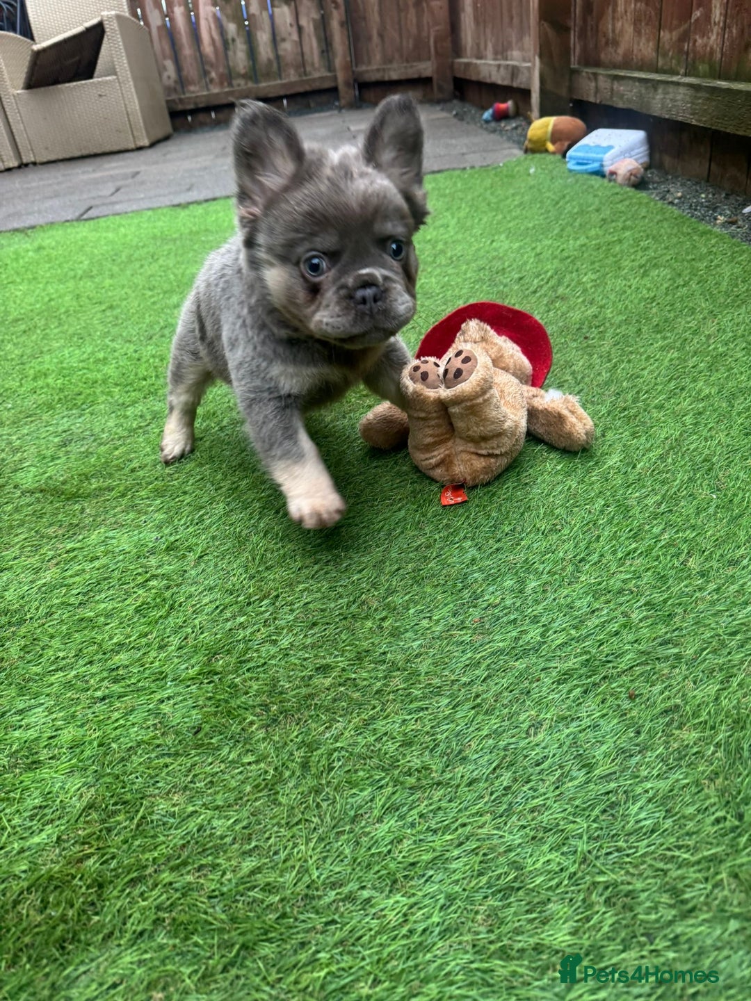 French Bulldog dogs for sale: Fluffy French bulldog 10wks old - Advert 5