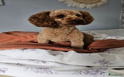 Toy Poodle dogs for sale: Leo sweet boy - Image 11