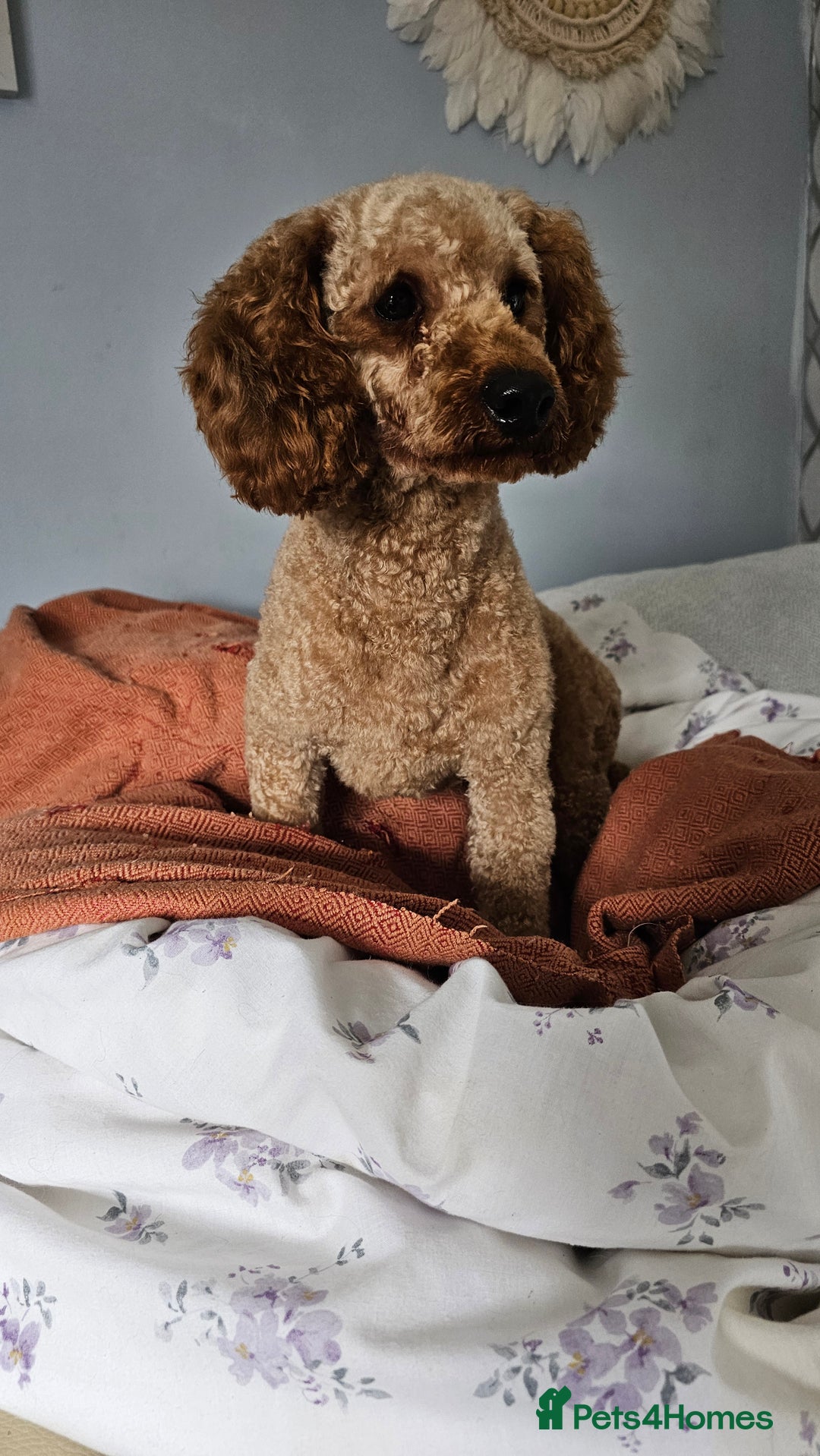 Toy Poodle dogs for sale: Leo sweet boy - Image 11