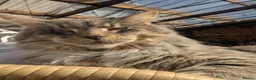 Maine Coon cats for sale: Two beautiful girls available  - Advert 3