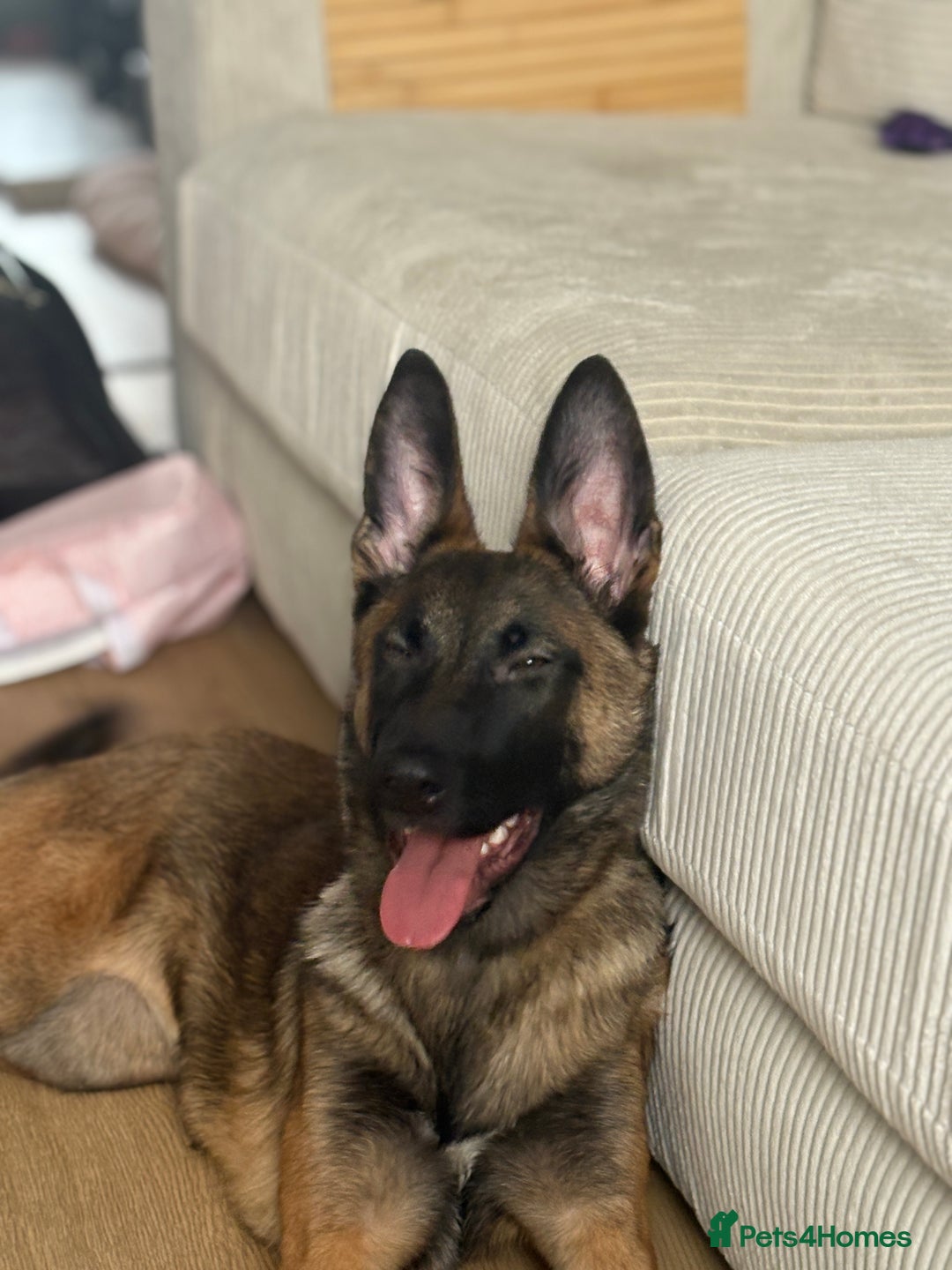 Mixed Breed dogs for sale: Belgium malinois X German shepherd  - Advert 4