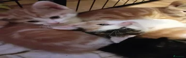 Female calico