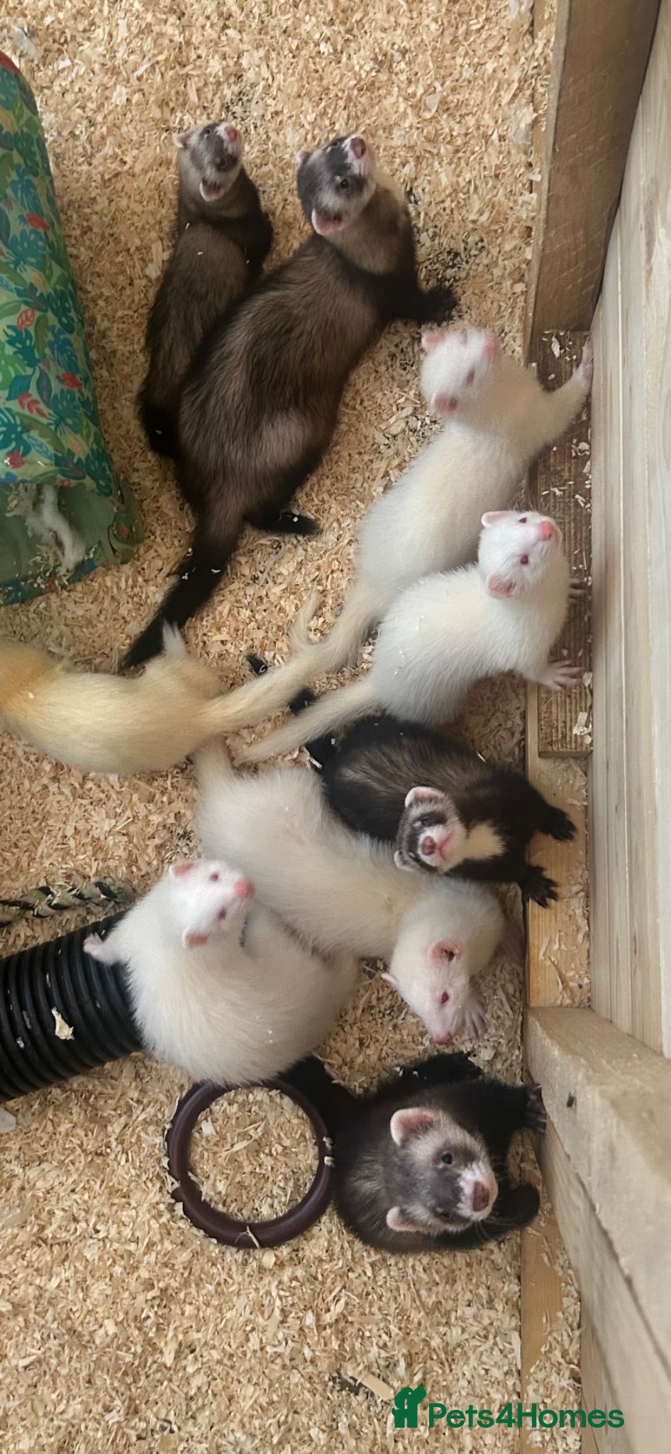Ferret rodents Ferret kits  - Advert 4