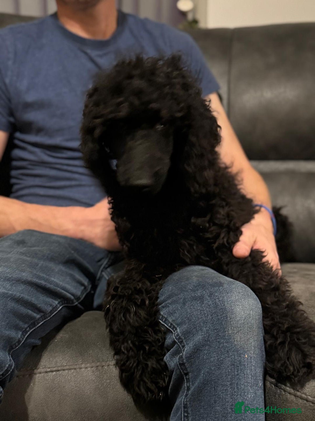 Standard Poodle dogs for sale: Standard poodle  - Advert 2