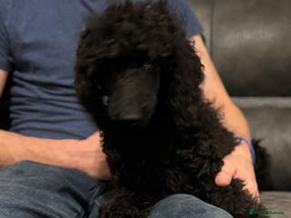 Standard Poodle dogs Standard poodle - Advert 1