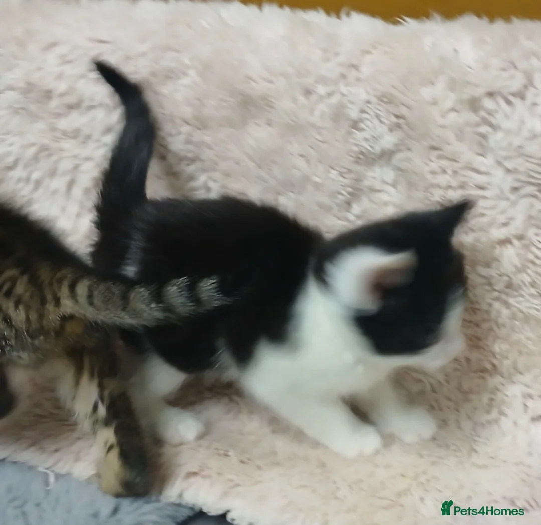 Bengal cats for sale: Beautiful mixed bengal kittens - Advert 6