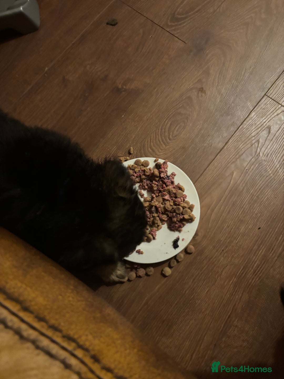 German Shepherd dogs for sale: German Shepherd puppies - Advert 22