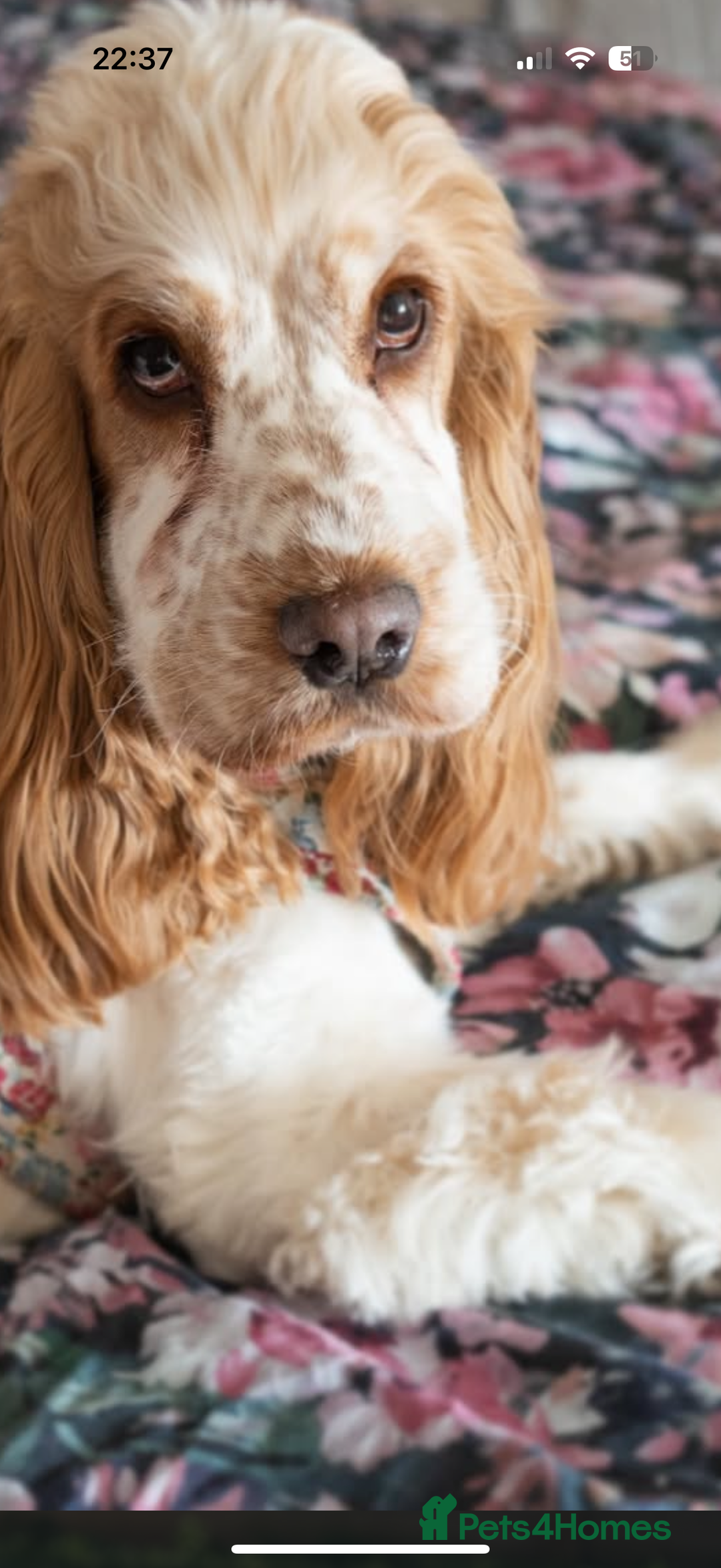 Cocker Spaniel dogs for sale: Lovely girl for rehome  - Advert 9