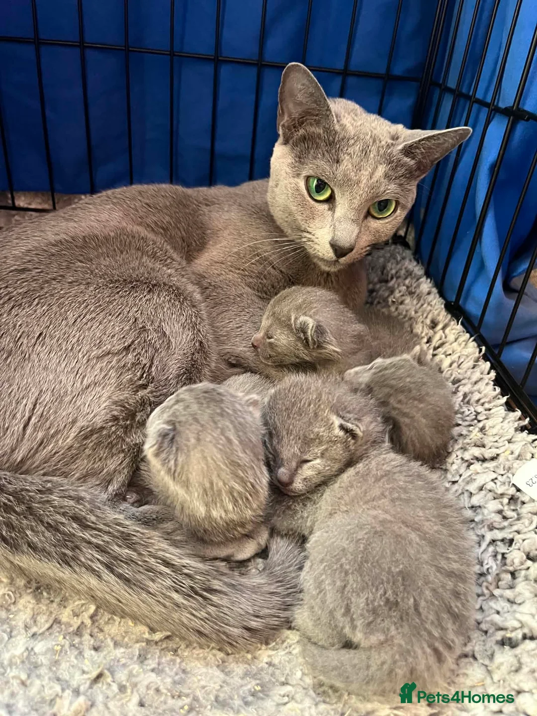 Russian Blue cats for sale: TICA REGISTERED Pure Breed Russian Blue Kittens - Advert 3