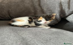 Mixed Breed cats for sale: Ragdoll cross - Image 10
