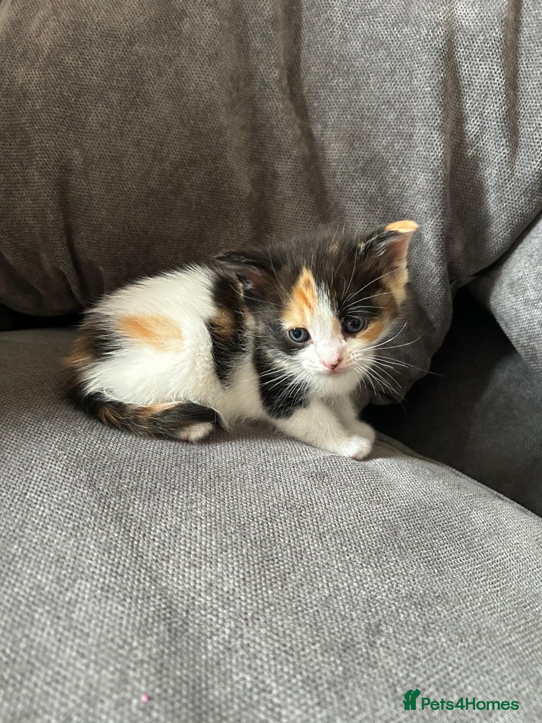 Mixed Breed cats for sale: Ragdoll cross - Image 10