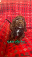 Cocker Spaniel dogs - Advert 14