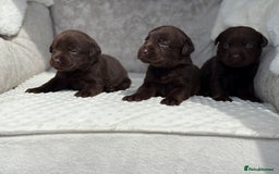 Labrador Retriever dogs for sale: Stunning chocolate Labrador’s with silver jeans  - Image 14