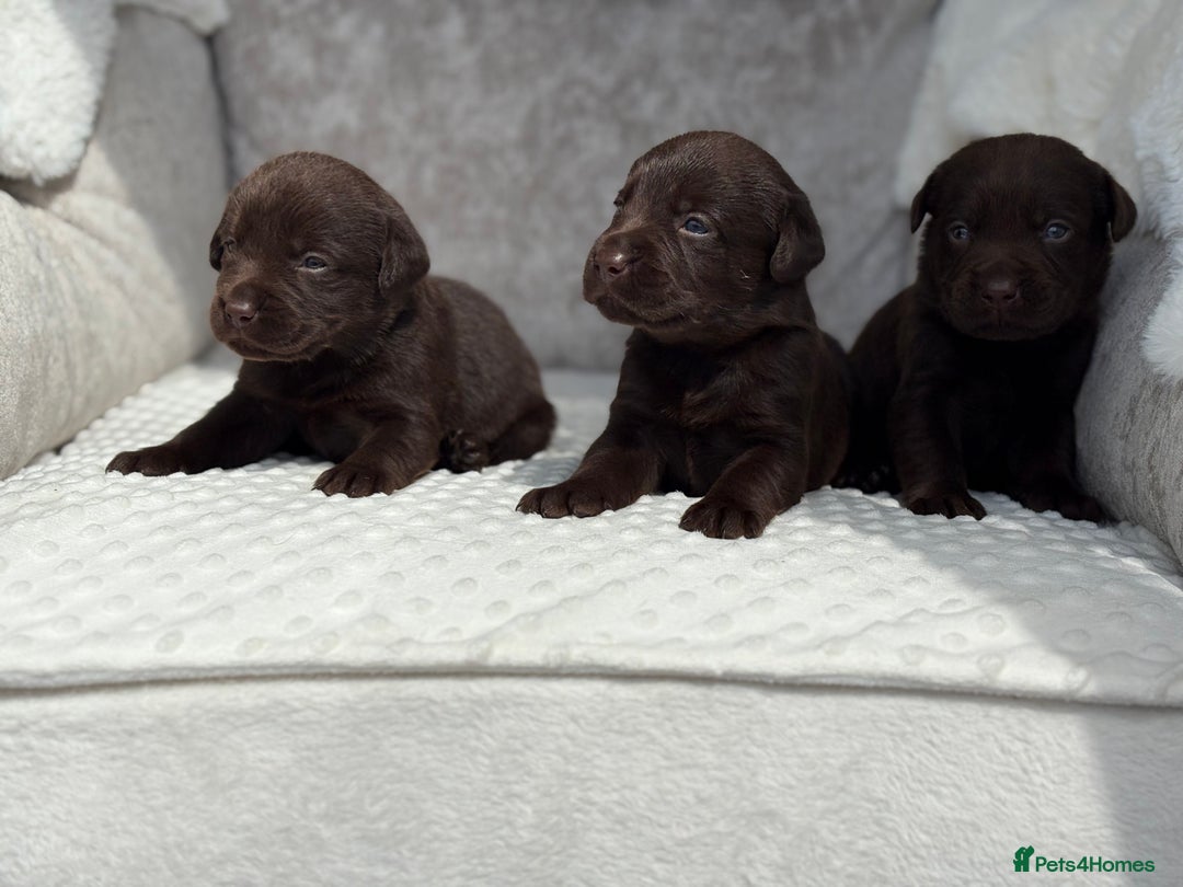 Labrador Retriever dogs for sale: Stunning chocolate Labrador’s with silver jeans  - Image 14