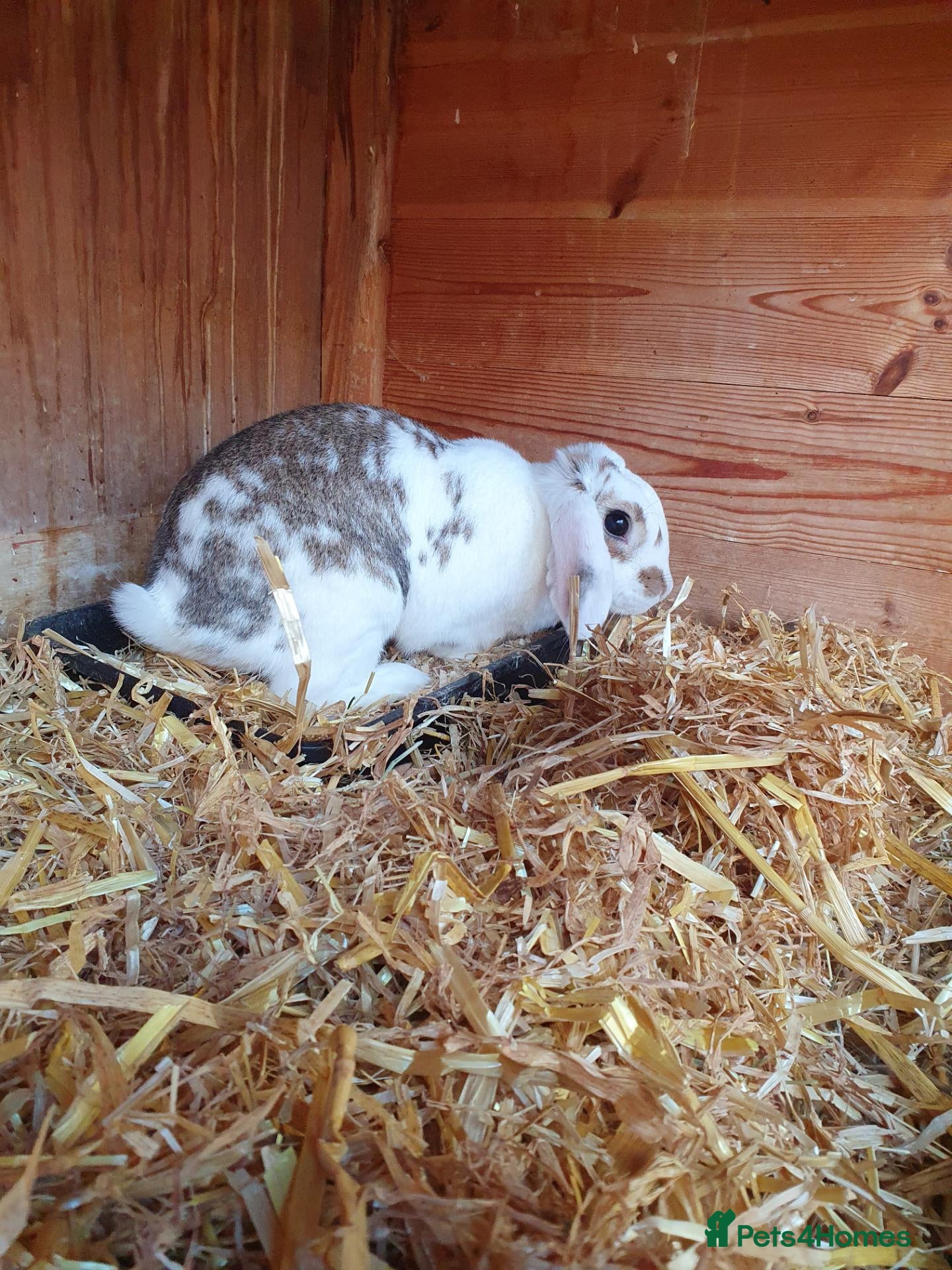 Mini Lop rabbits for sale: Adult rabbits for adoption inc spayed girl - Advert 2