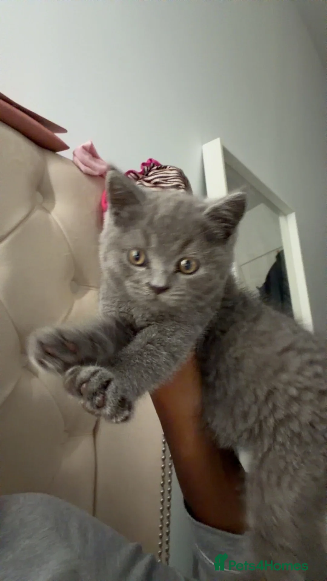 British Shorthair cats for sale: British shorthair kitten for sale - Advert 1