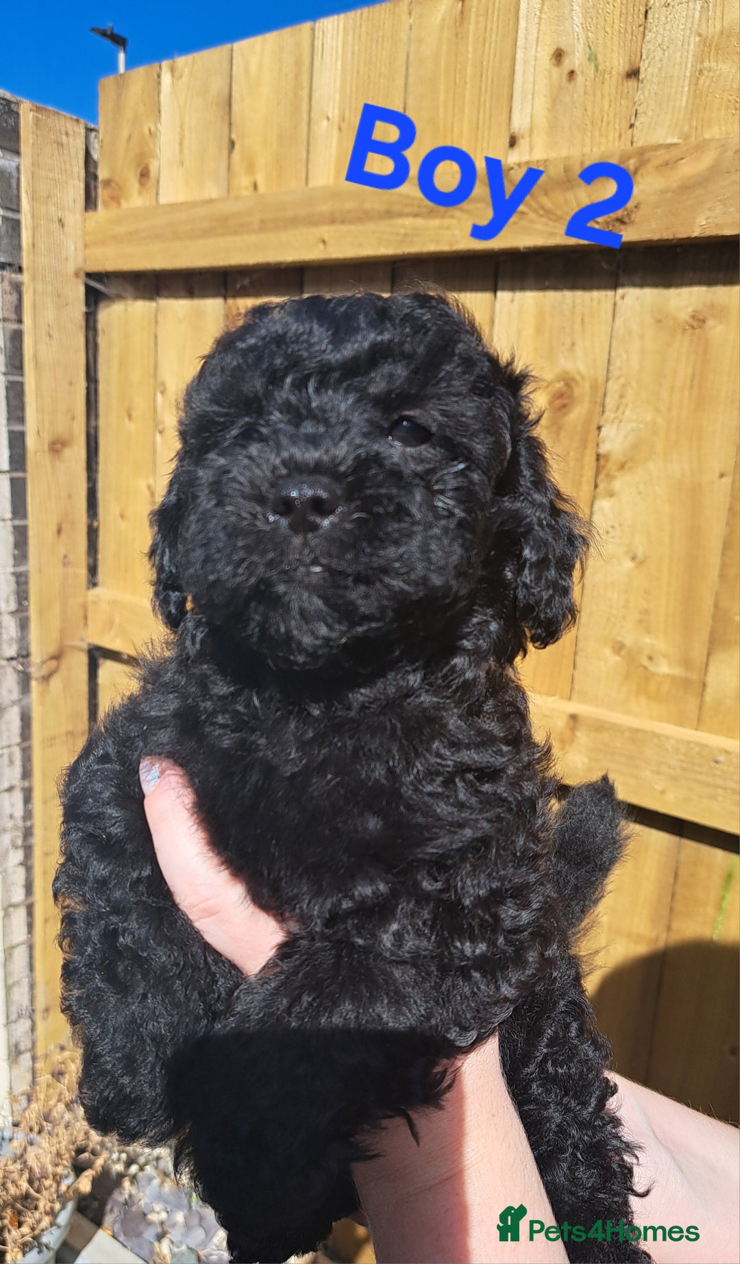 Shihpoo dogs for sale: Shihpoo Shih Tzu x Poodle (Shoodle) Puppies - Image 10