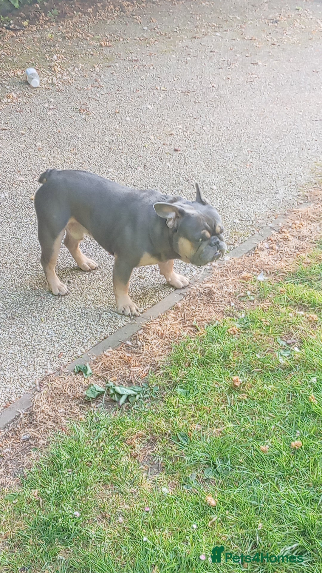 French Bulldog dogs for stud: Teddy Bear  - Advert 5