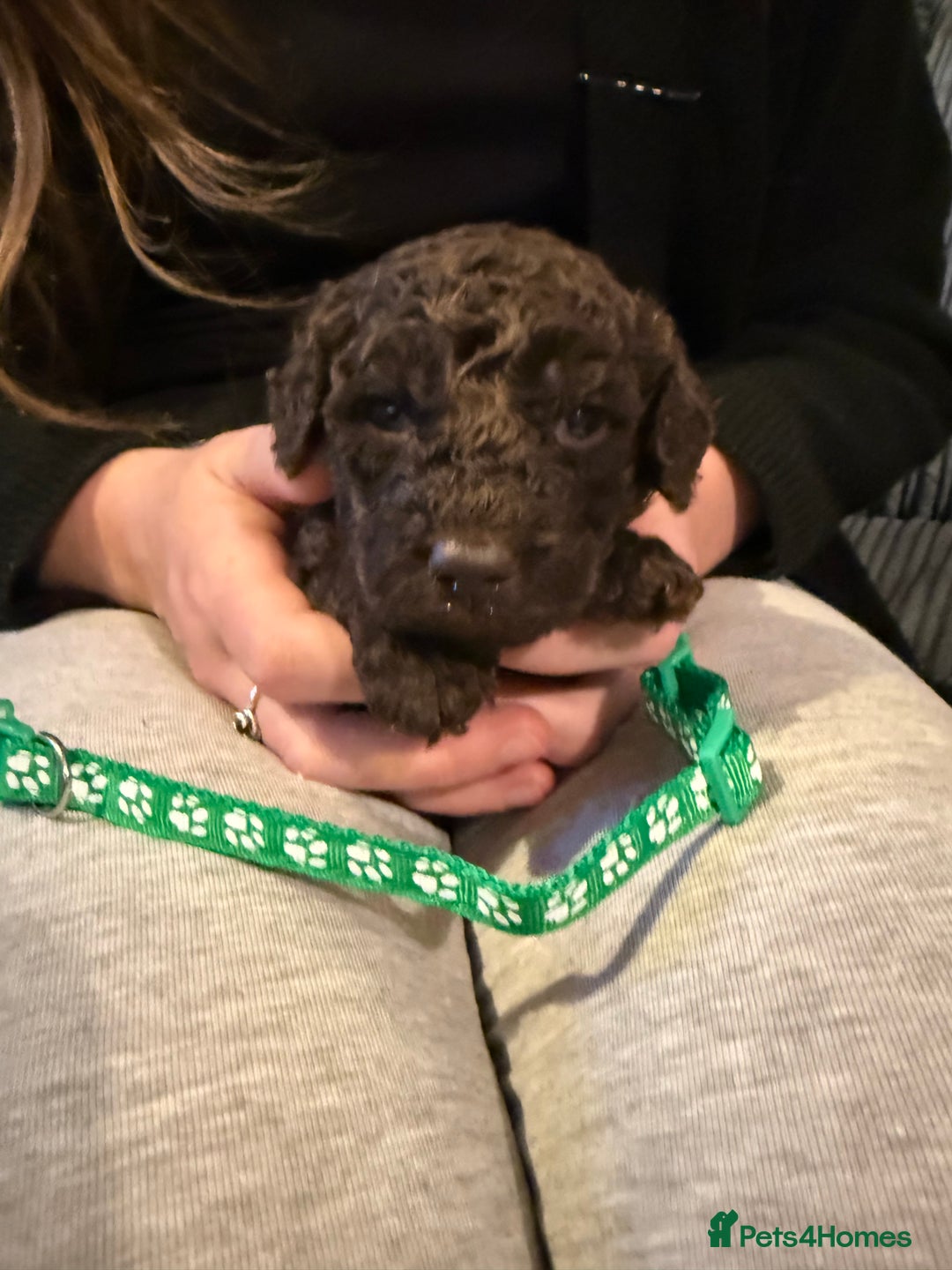 Cockapoo dogs for sale: F1B Cockapoos - Image 6