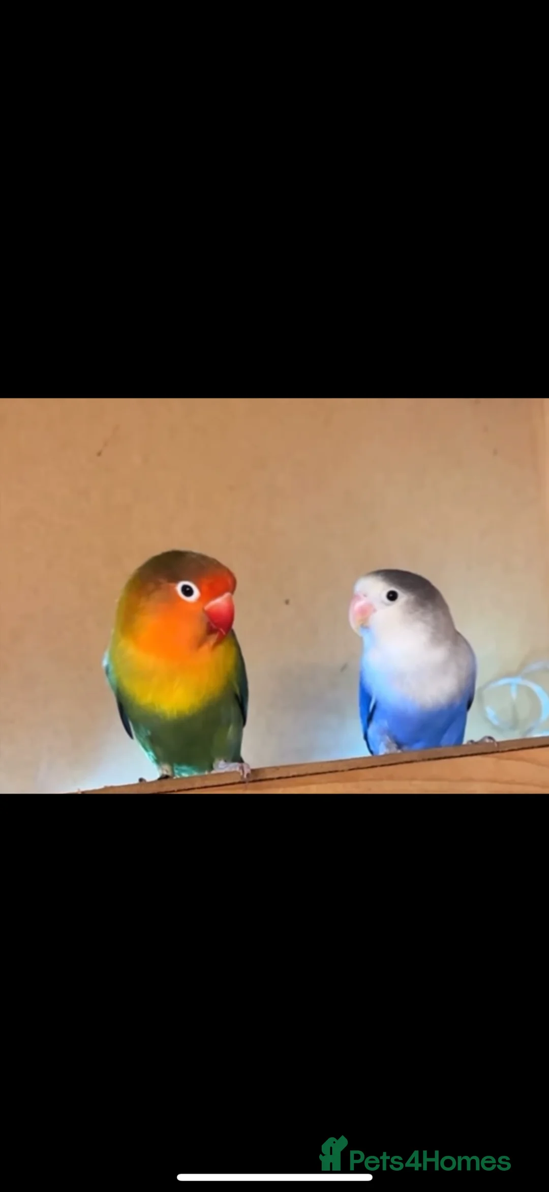 Lovebirds birds for sale: Breeding pair  in Leeds - Advert 1