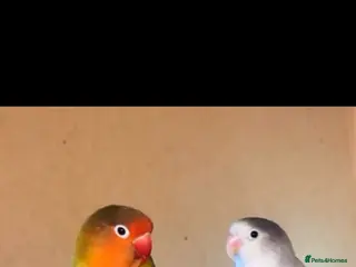 Lovebirds birds Breeding pair - Advert 3
