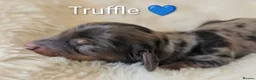 Miniature Dachshund dogs for sale: 🏆 Russian Champion lines + longhaired mini daxies - Advert 3
