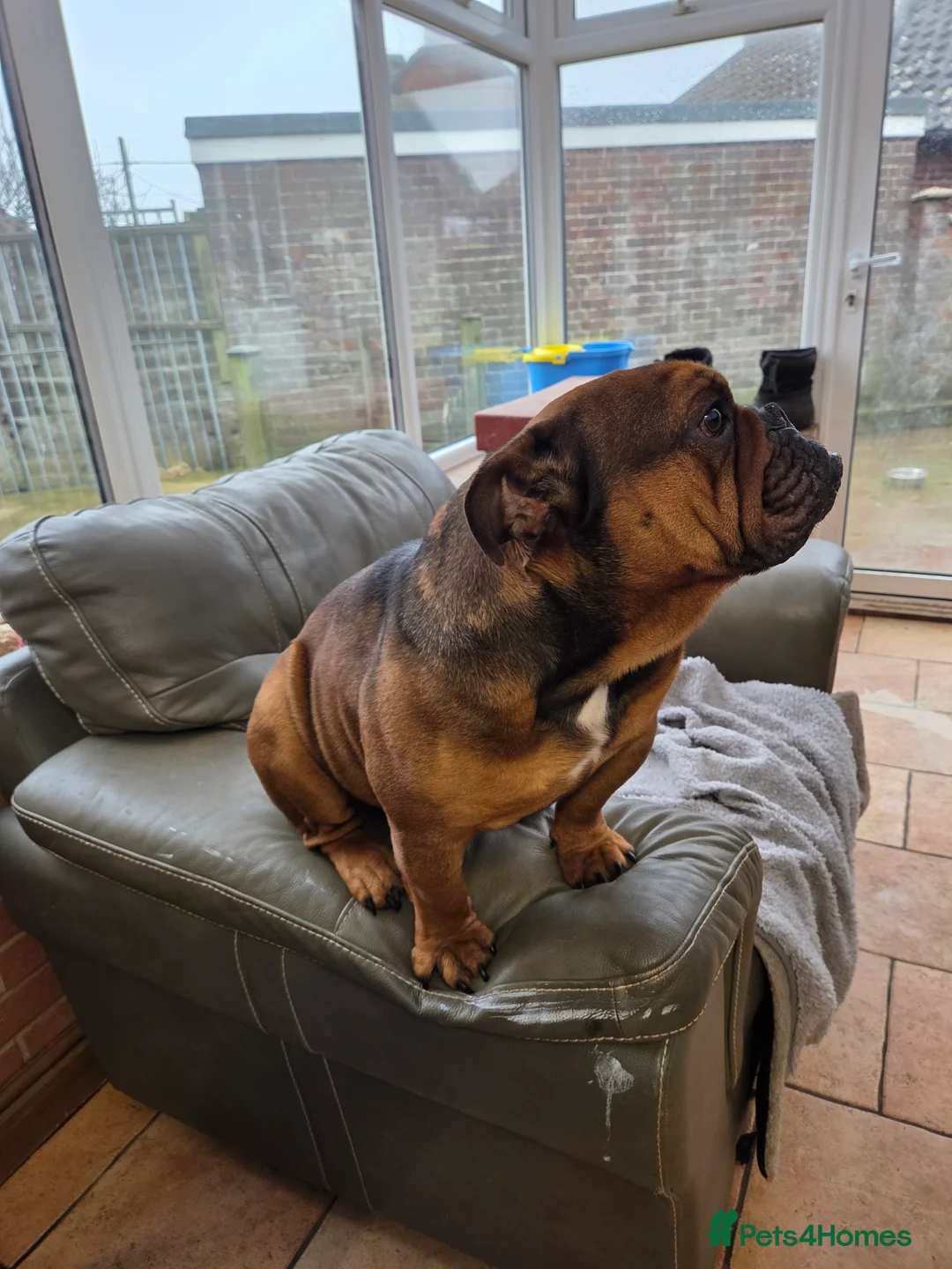 English Bulldog dogs for sale: English bulldog - Advert 14