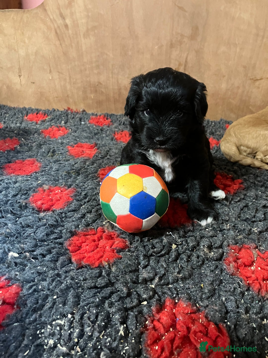 Australian Labradoodle dogs for sale: Stunning miniature Australian labradoodles - Image 6