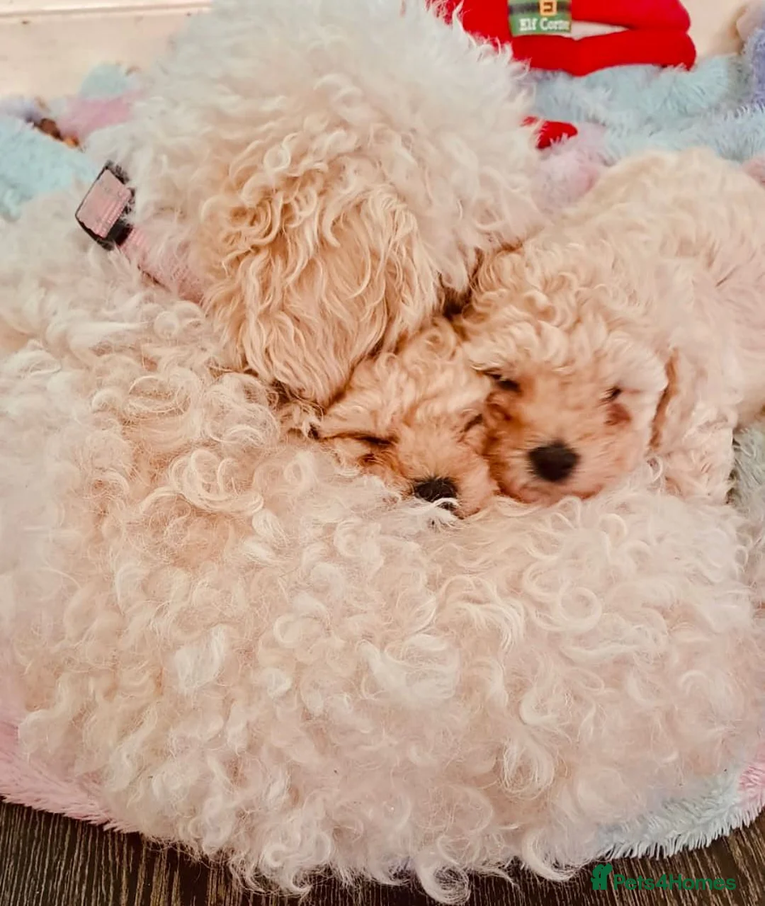 Mixed Breed dogs for sale: Stunning Maltipoo Puppies in Swanley - Advert 2