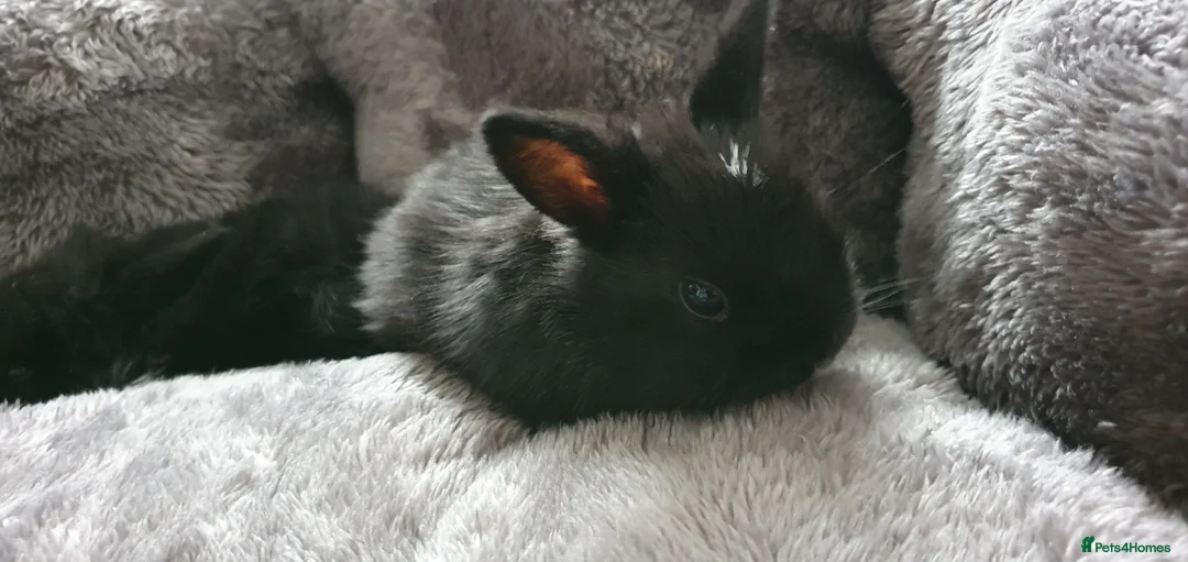 Mixed Breed rabbits for sale: Northandwaf  - Advert 3