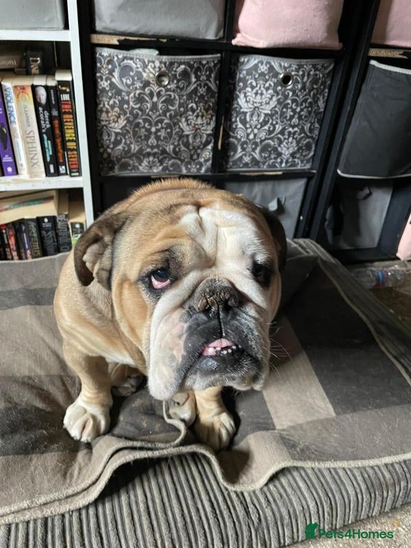 English Bulldog dogs British girl bulldog age 2 years  - Advert 1