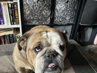 English Bulldog dogs British girl bulldog age 2 years - Advert 1