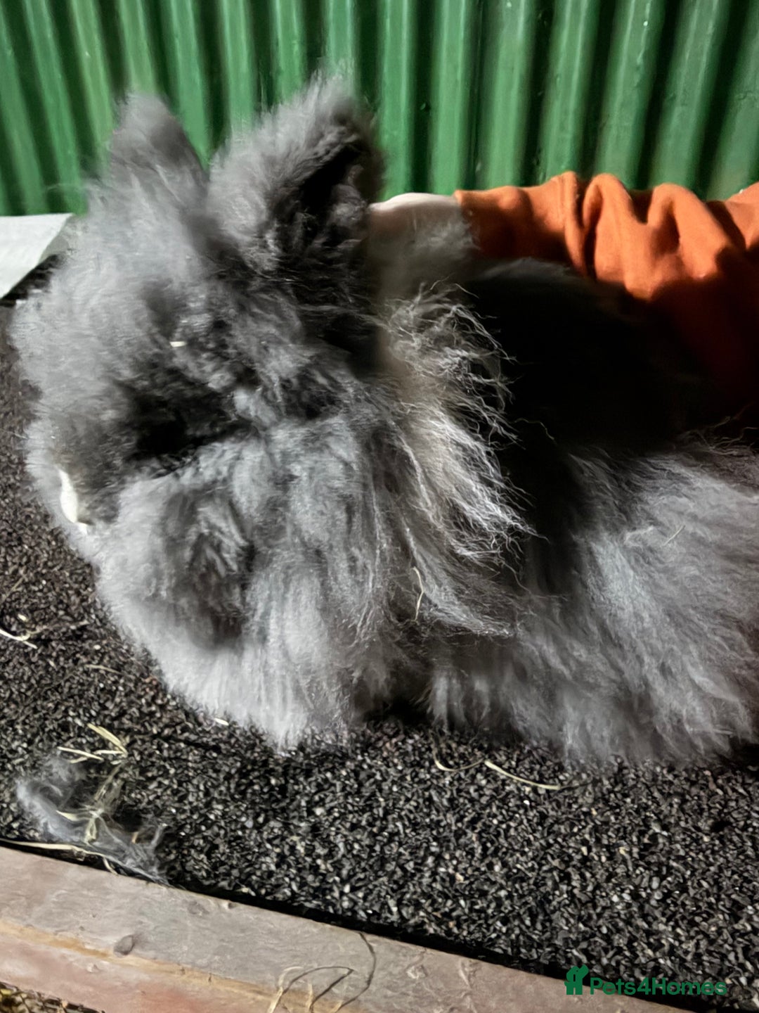 Lionhead rabbits for sale: 2 double mane male bonded Lionheads  - Advert 2