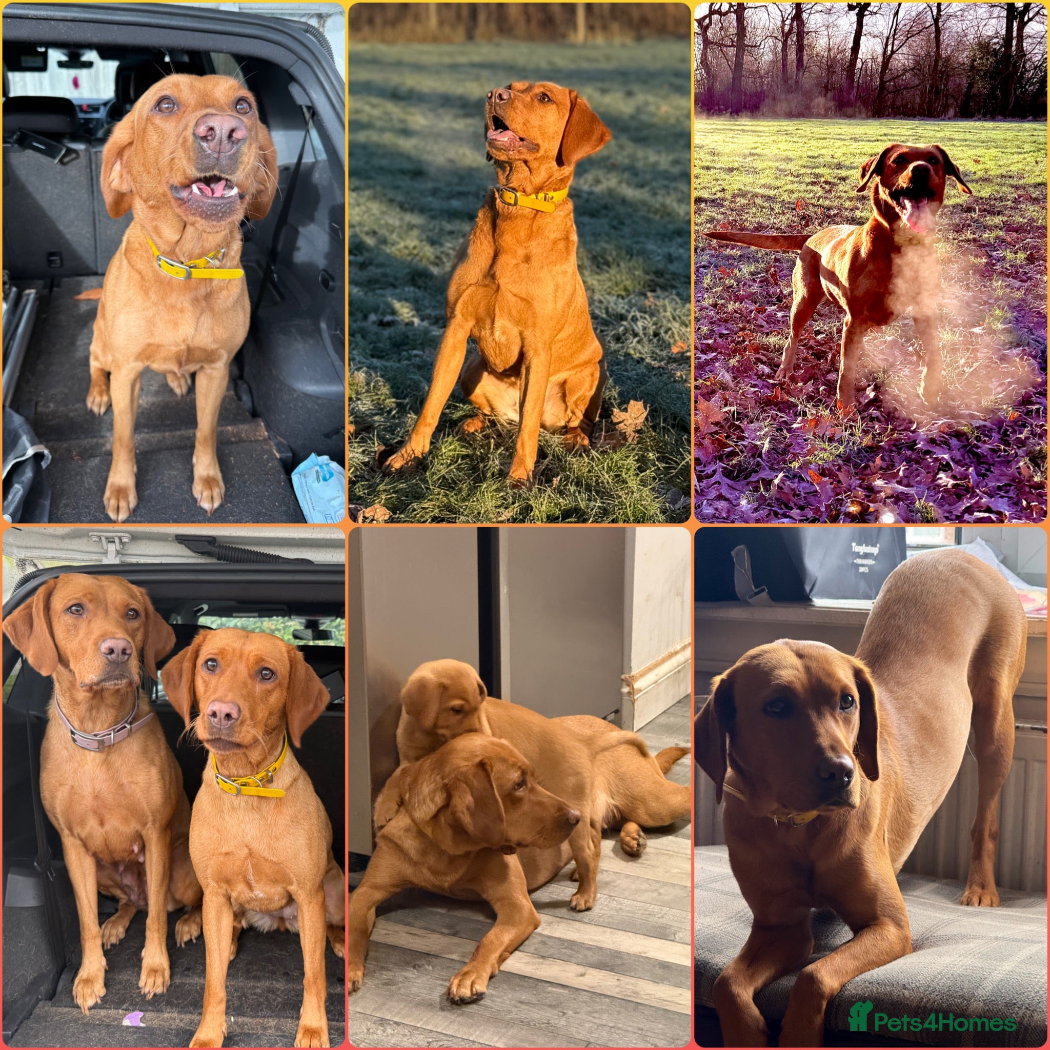 Labrador Retriever dogs KC registered Fox Red Lab Puppies due April 2026 - Advert 1