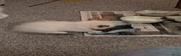 Ragdoll cats for sale: Pedigree dna tested ragdoll kittens - Advert 7