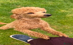 Toy Poodle dogs for sale: Tiny Red Toy Poodles Available now - Image 16