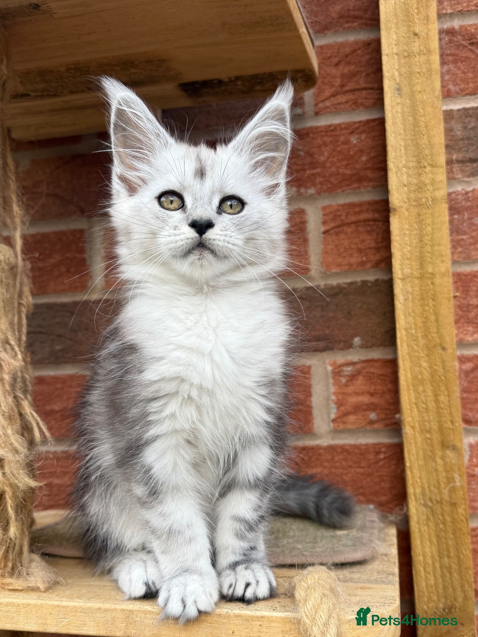 Maine Coon cats Maine coon kittens - Advert 2